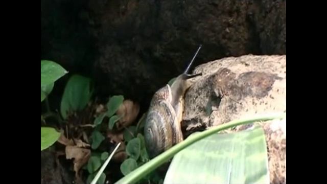 Anolis roquet summus im Regenwaldterrarium смотреть онлайн