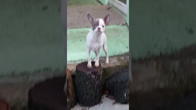 Ну Красотка Рококо Купидоновна ПРОДАЖА чихуахуа питомник Кастропуло Крым +79787458062 #chihuahua смотреть онлайн