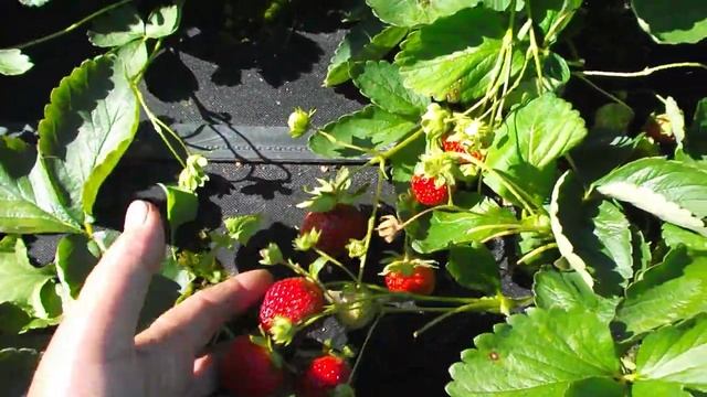 Клубника НСД Флорида бьюти третья неделя второй волны плодоношения начало августа смотреть онлайн