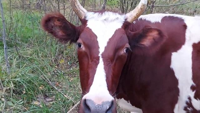 Нетель айрширская продаётся смотреть онлайн