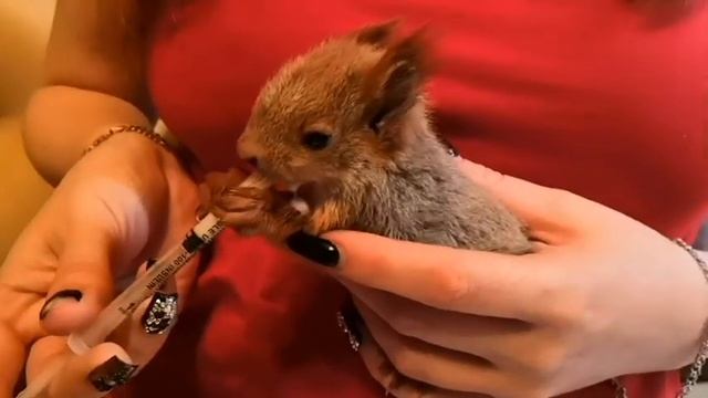 Знакомьтесь бельчонок- Рыжик. Как искусственно выкормить бельчонка. смотреть онлайн