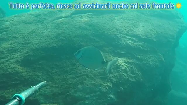 SUBITO IN ACQUA con la PESCA SUBACQUEA più adatta ai PRINCIPIANTI ?? - Pesca Sub BASSOFONDO a RIVA смотреть онлайн