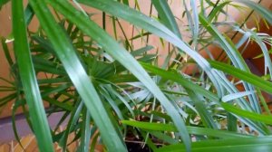 Циперус: уход в домашних условиях | Все о комнатных растениях на Faterra