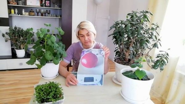 Описание сорта "Аида-Якиной"