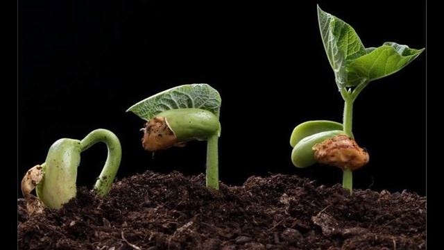Окружающий мир. Природа весной. смотреть онлайн