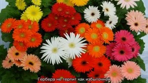 Герберы — что это за цветы, посадка и уход в саду