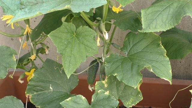 Лодка, Кот, Огород и Скворечник смотреть онлайн