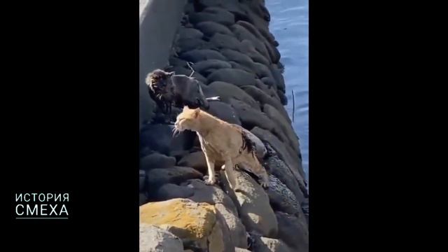 Лучшие приколы с животными 🤣🤣🤣!Самые смешные ситуации