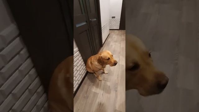 Чем кормить лабрадора | Собака лабрадор Тафгай ест сыр косичку