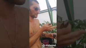 Как клонировать растений на гидропонной системе AquaPot klon 21