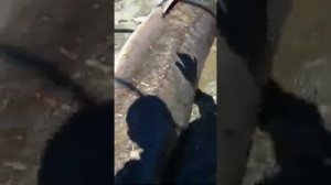 #Огромныйосётр #Рыбалка #каспи Вот это рыбалка! Огромные рыбы в каспи.