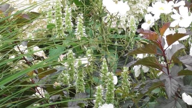 Что цветёт в моем саду в середине августа смотреть онлайн