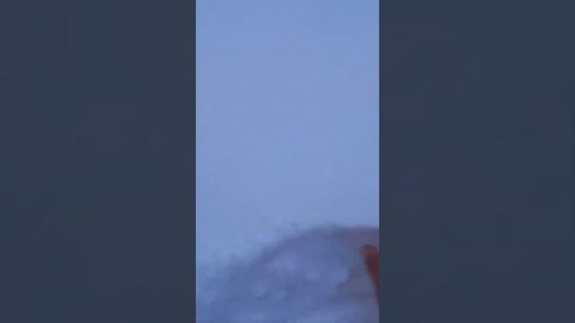 Сосна кедровая, вырастить из орехов смотреть онлайн