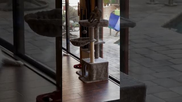 выходки котенка.mp4