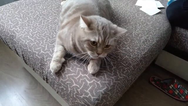 Кот говорит отойди А-то убью