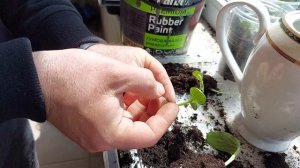 Простая прививка рассады огурца, дыни и арбуза сближением