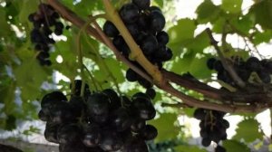 ВИНОГРАД  ЛАСТОЧКА  И  ПОДАРОК НЕСВЕТАЯ  2019г