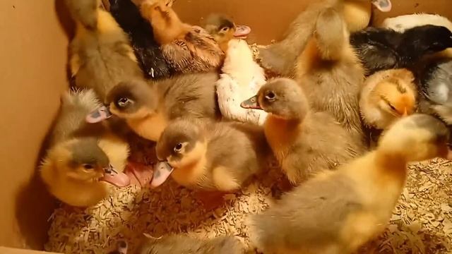 Завела утят! Утка "Голубой фаворит" - плюсы и минусы смотреть онлайн