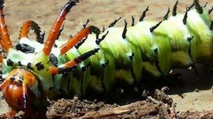 Ядовитые гусеницы. Все про гусениц.