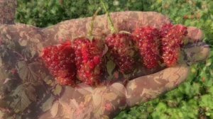 Малина Сластиха премьера 2020г.