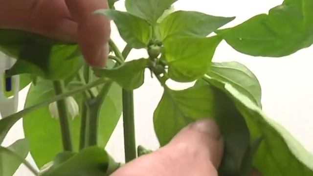 Дачные советы с Галиной Старосельцевой Май 23-2019 смотреть онлайн