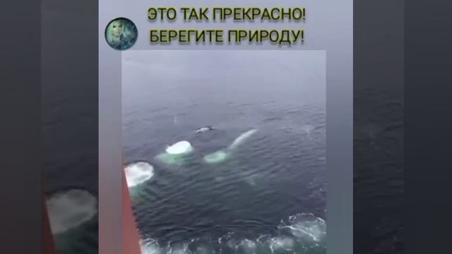берегите природу. mp4 смотреть онлайн