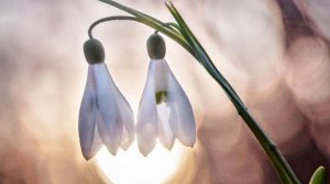 Энциклопедия « Все о подснежнике»