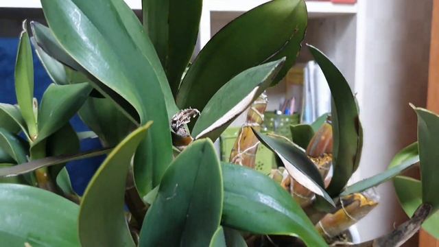 Dendrobium Speciosum. Описание и уход.