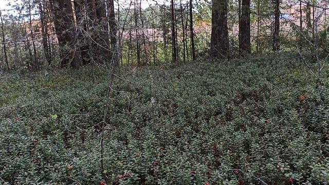 Собираем бруснику и чернику в Тарноге смотреть онлайн