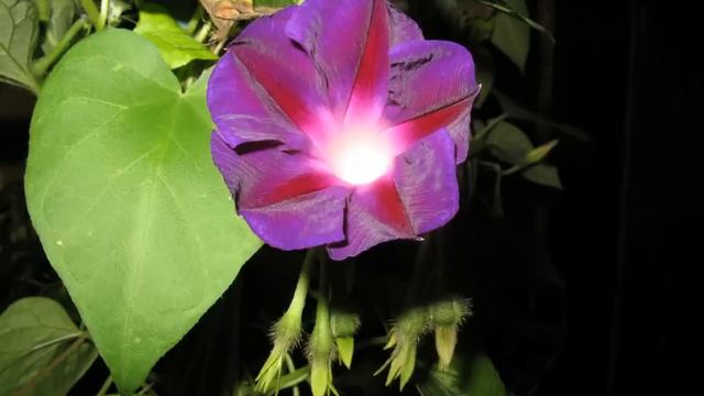 Trichterwinde Blüht Auf 2