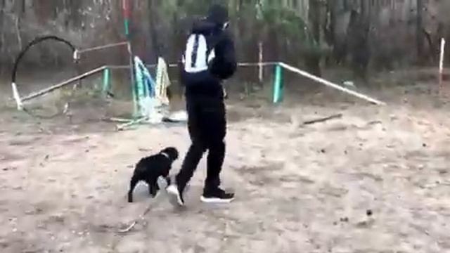 Мопс. Начало дрессировки. смотреть онлайн