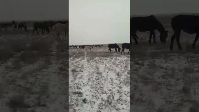 казахские лошади смотреть онлайн