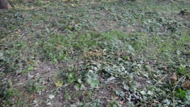 Удаление поросли деревьев в парке между Мядельской межрайонной инспекцией и лесничеством нацпрарка смотреть онлайн