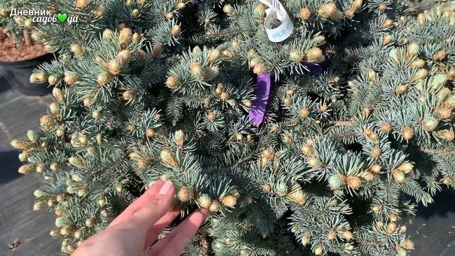 Растения для сада. Интересные виды и сорта. Названия и цены. Примеры ландшафтного дизайна. Фонтан смотреть онлайн