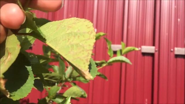 Боремся с тлёй и муравьями. Отличный способ. смотреть онлайн