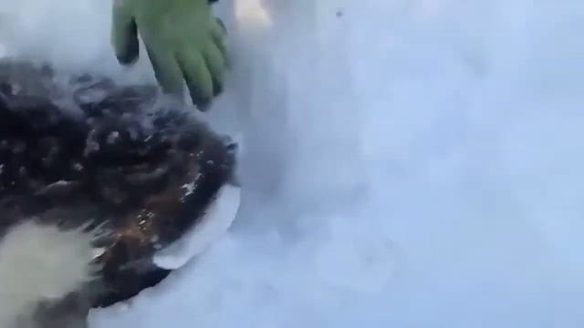 Спасение пёсика. смотреть онлайн