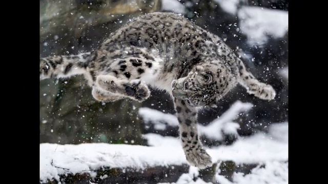 ЖИВОТНЫЙ МИР!!! СУПЕР ПОЗИТИВНОЕ И СМЕШНОЕ ВИДЕО!!!!!!!!!!!!