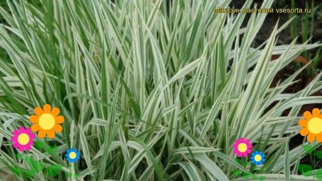 Фалярис тростниковый Элегантиссима. Краткий обзор, описание phalaris arundinacea Elegantissima смотреть онлайн