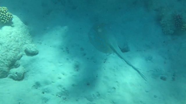 Морской скат смотреть онлайн