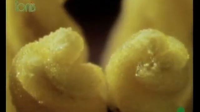 🌺 Мир цветов - История смотреть онлайн