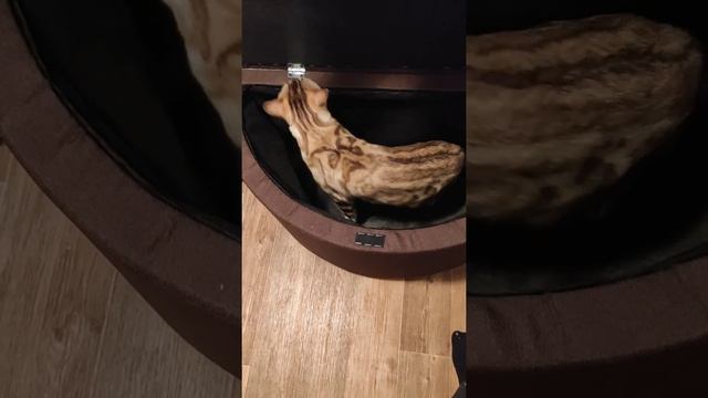 доделки/ последствия потопа/ соседи затопили/ обустройство прихожей/мини ремонт смотреть онлайн