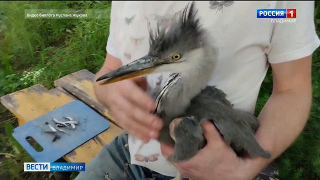 Птенец цапли, которого спас владимирский биолог Руслан Жуков, обрёл дом смотреть онлайн