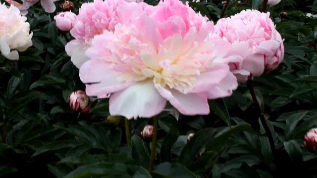 Lactiflora Raspberry Sundae | R2 Flowers BV | Peonies смотреть онлайн