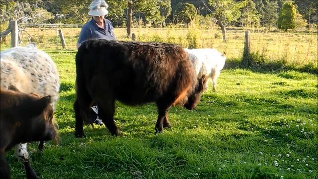 Velvet - Miniature Cattle White Galloway смотреть онлайн