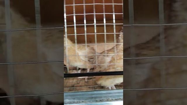 Как отличить самку от самца у перепелов смотреть онлайн