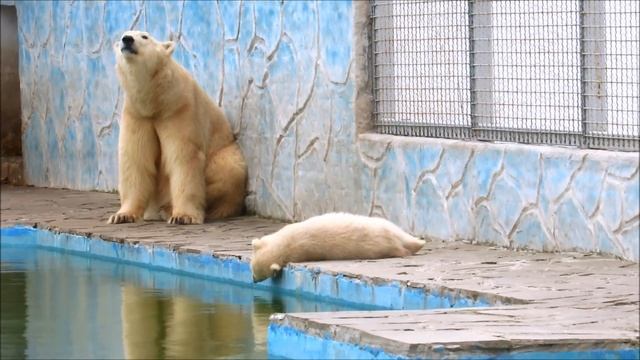 Белая медведица Комета и ее малыш. Мама все стерпит. 10.04.21 г.