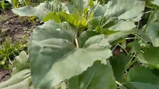 #ЕЙСК. ДАЧИ ?Заказывала щебень, привезли гравий. Нашла чьи-то яйца. Заливаю пол! смотреть онлайн