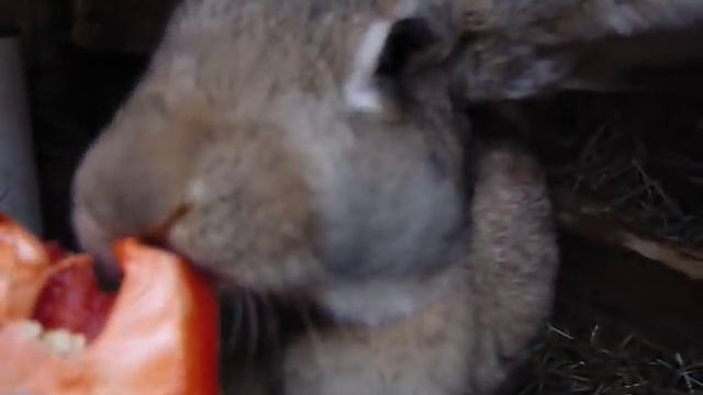 Кролиководство: кормление, питание кроликов. Ест перец смотреть онлайн
