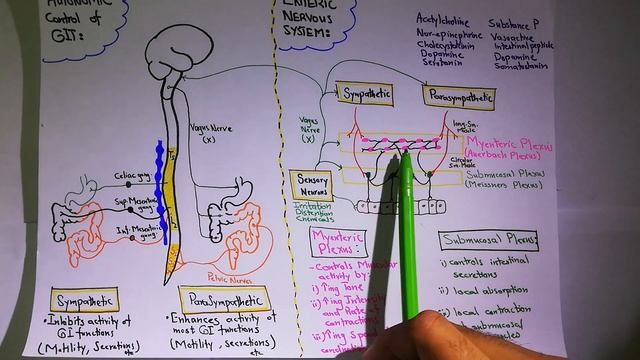 Autonomic control of GIT. Chapter 63 part 3. Guyton and Hall Physiology. смотреть онлайн
