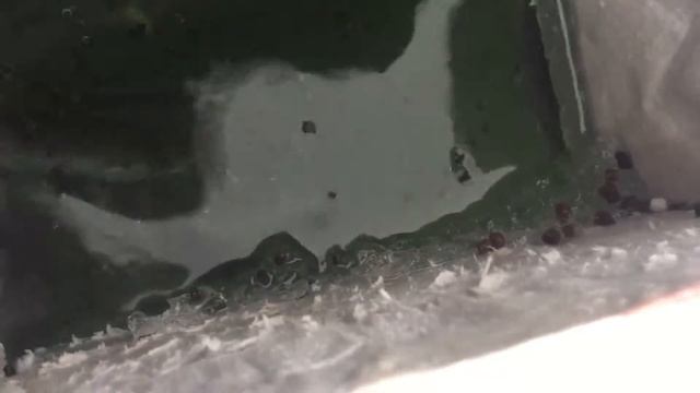 Мальки форели смотреть онлайн